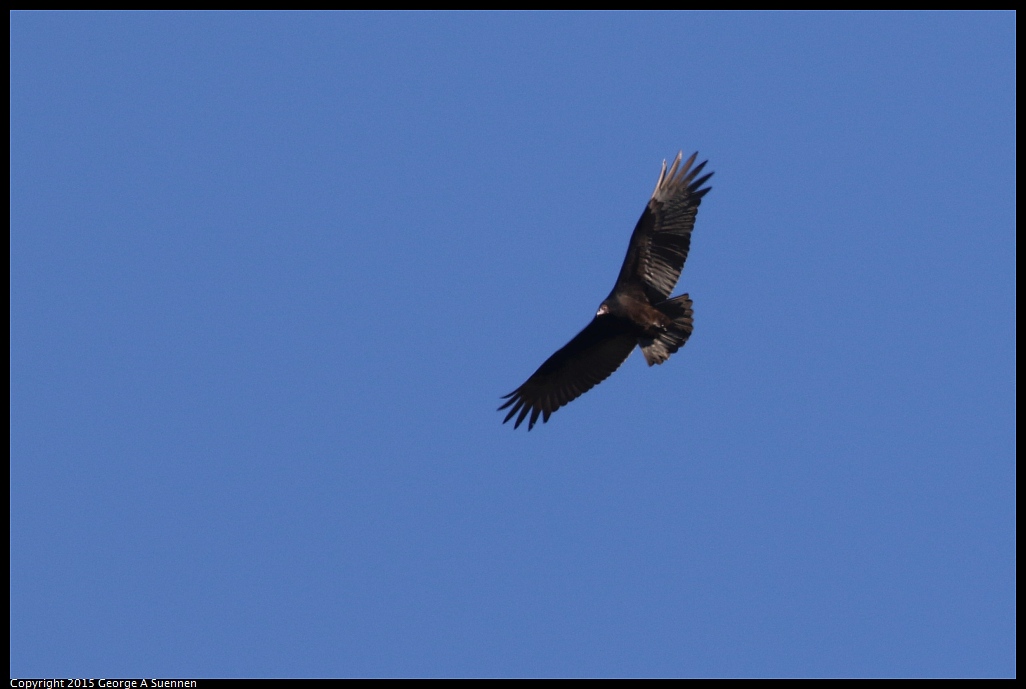 1106-112935-02.jpg - Turkey Vulture