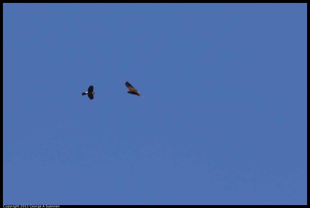 1106-113214-04.jpg - Cooper's Hawk (?) and Red-tailed Hawk