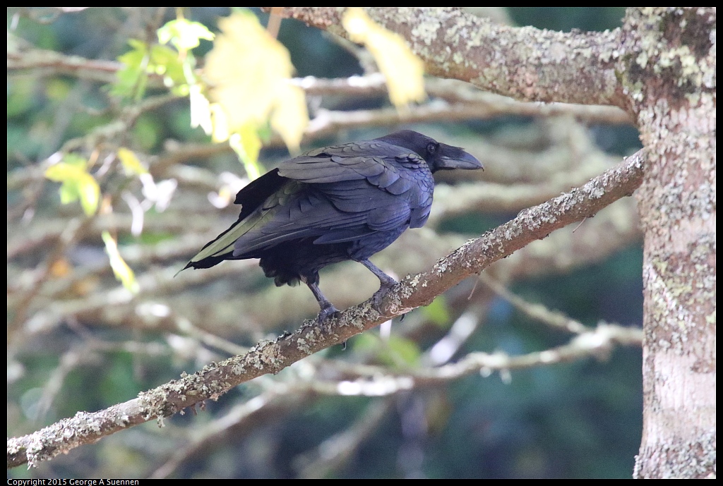1106-124431-02.jpg - Common Raven