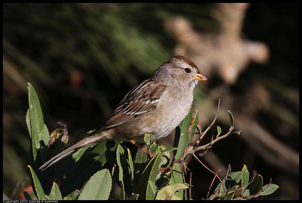 1113-100443-03.jpg - White-crowned Sparrow