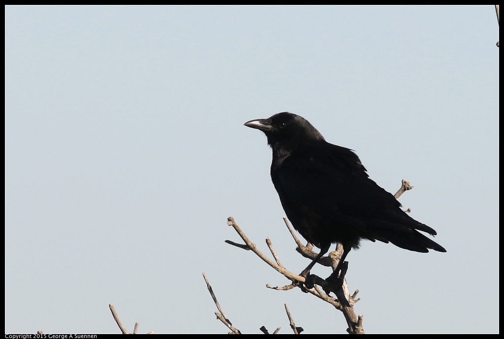1113-100641-03.jpg - American Crow