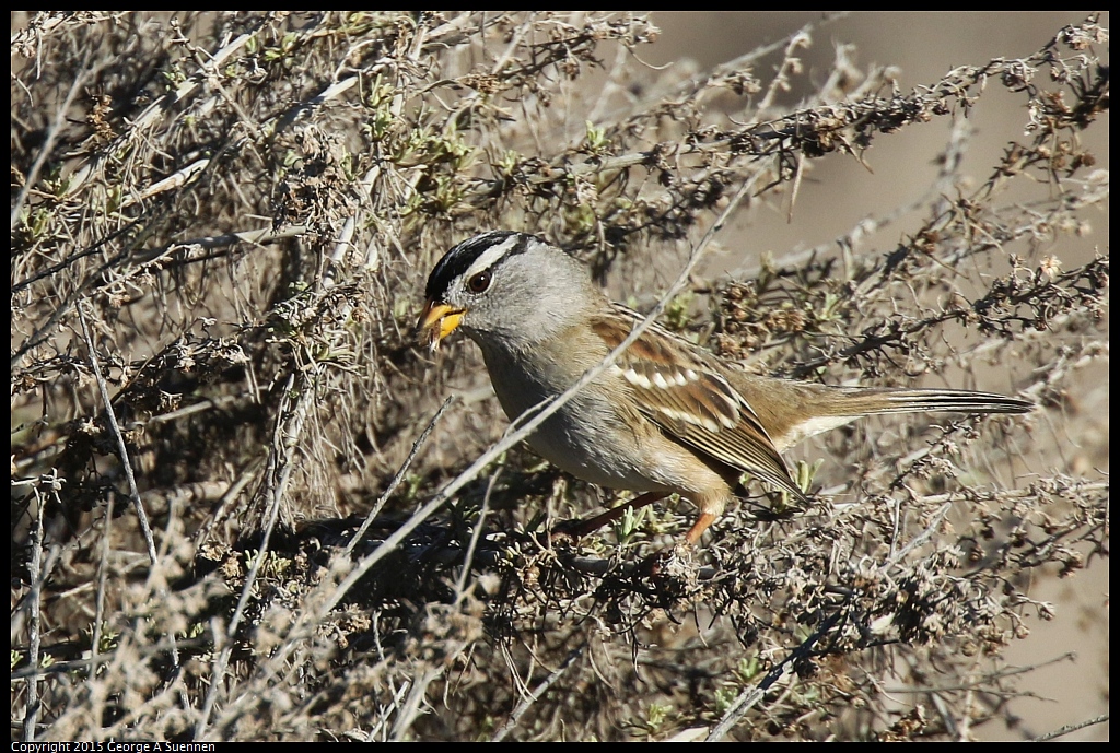 1113-101254-01.jpg - White-crowned Sparrow