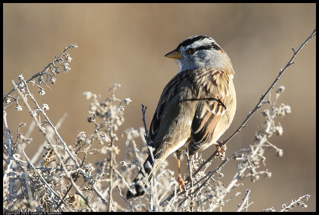 1113-101528-02.jpg - White-crowned Sparrow