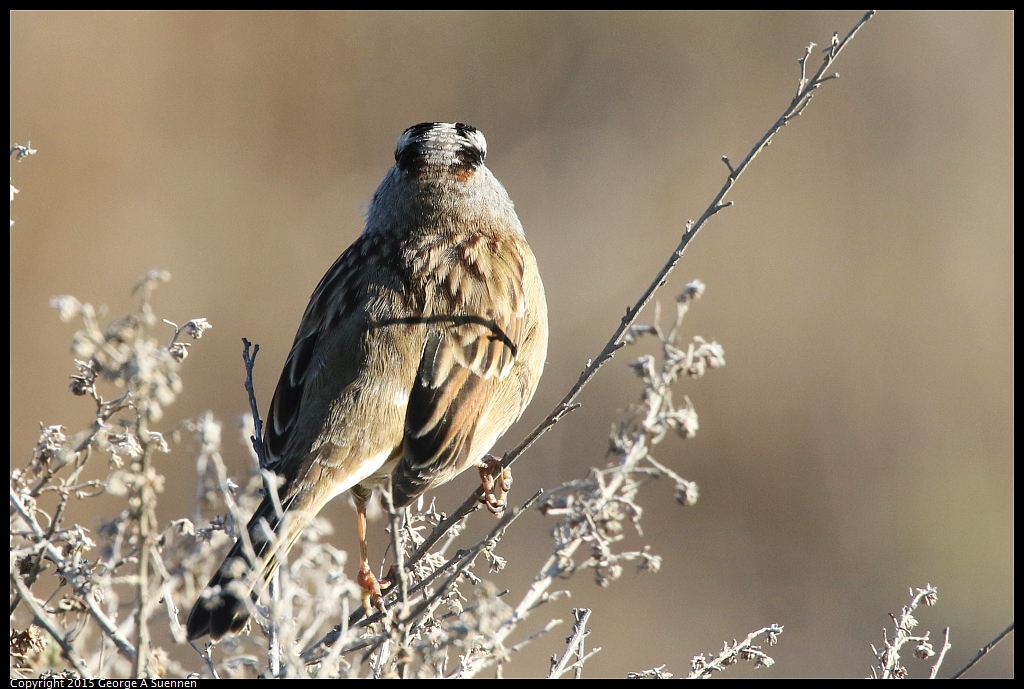 1113-101529-03.jpg - White-crowned Sparrow