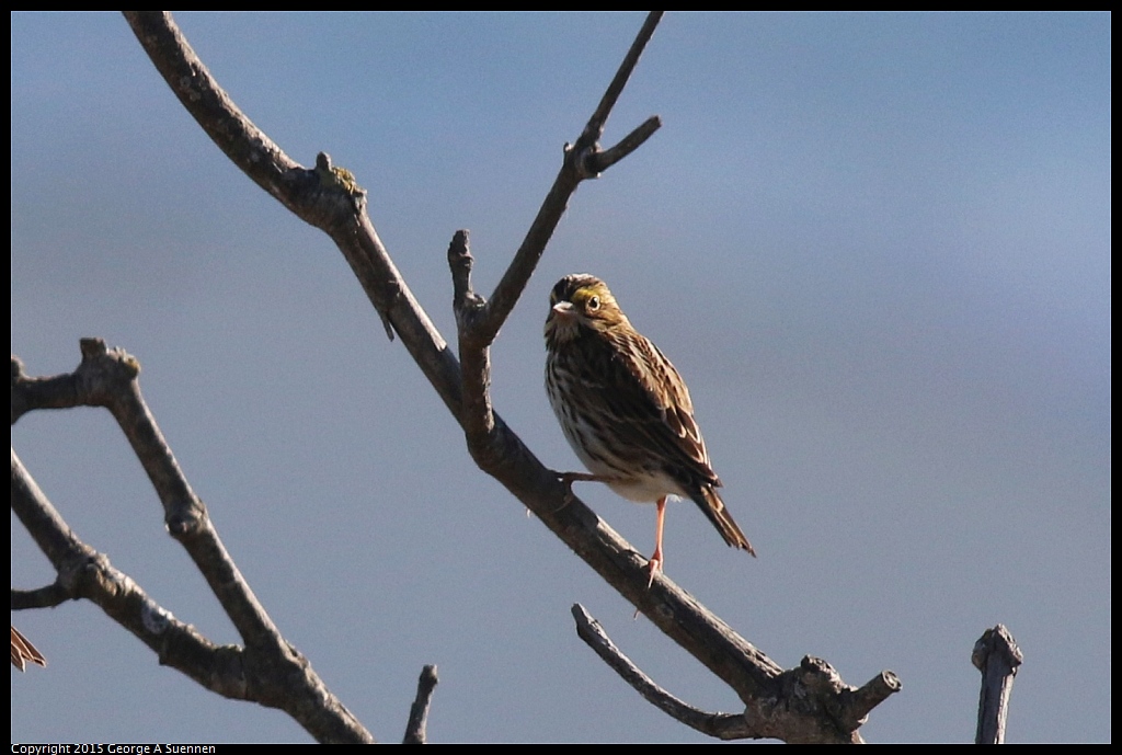 1113-103438-01.jpg - Savannah Sparrow