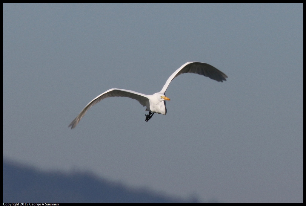 1113-105724-01.jpg - Great Egret