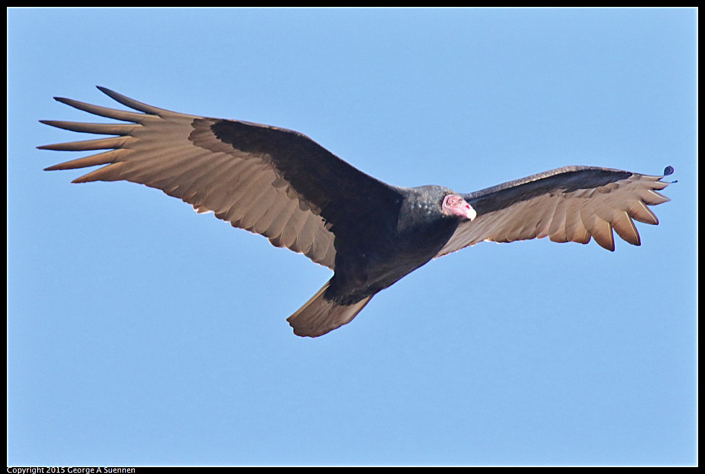 1113-111912-04.jpg - Turkey Vulture