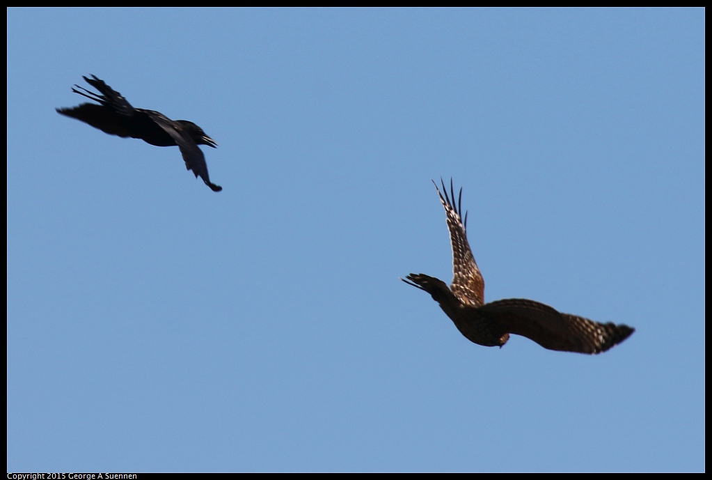 1113-114802-03.jpg - Red-shoulder Hawk and Crow
