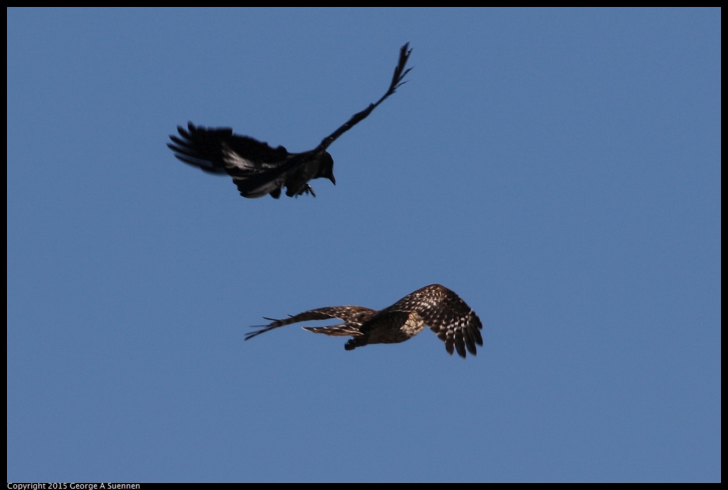 1113-114804-03.jpg - Red-shoulder Hawk and Crow