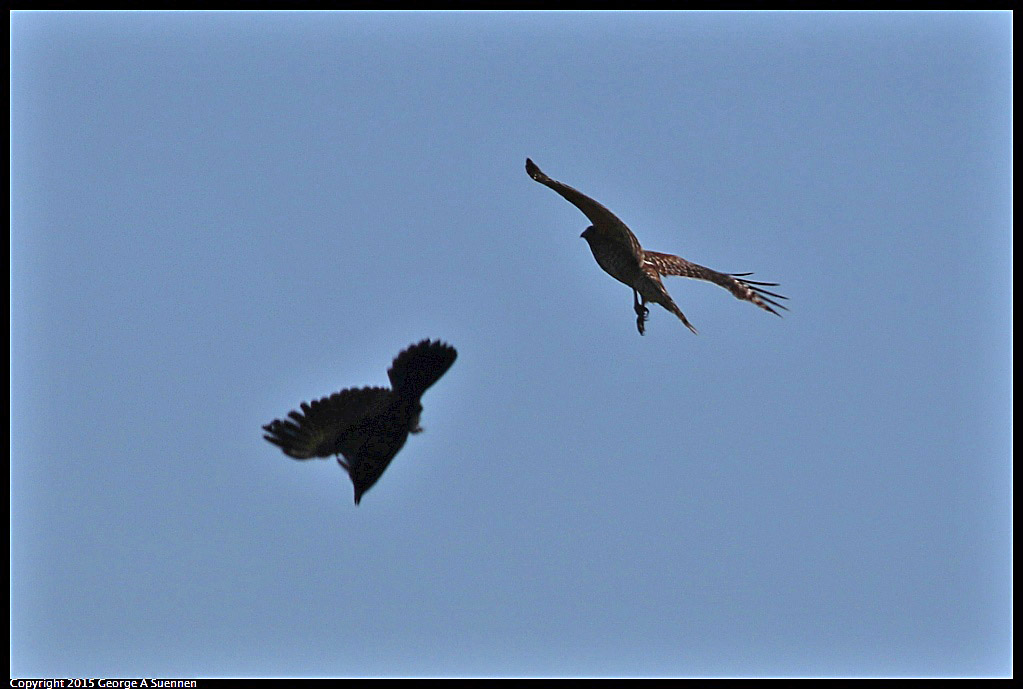 1113-114814-01.jpg - Red-shoulder Hawk and Crow