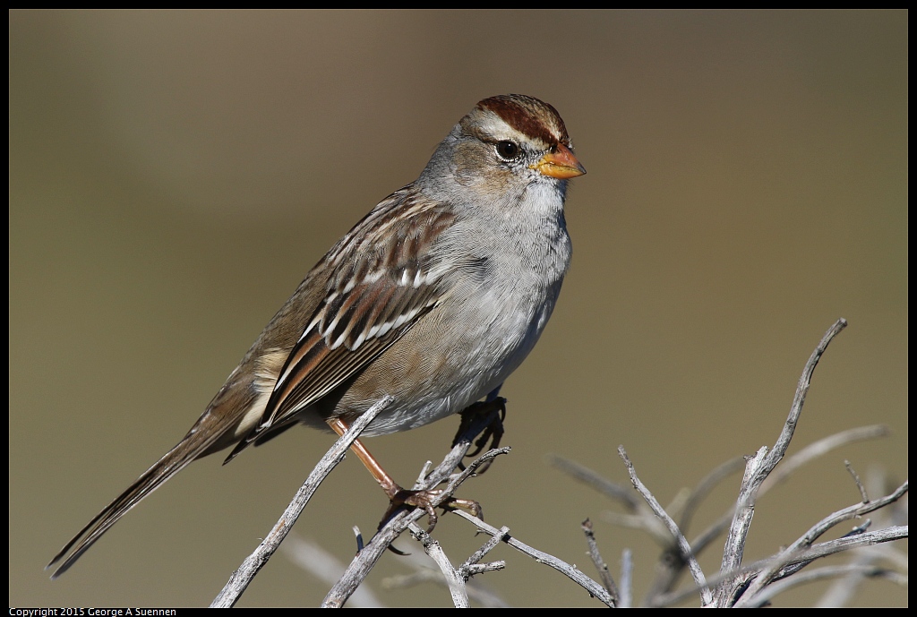1113-115234-02.jpg - White-crowned Sparrow
