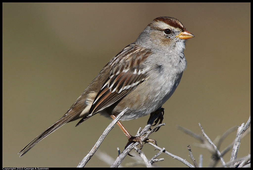 1113-115235-03.jpg - White-crowned Sparrow