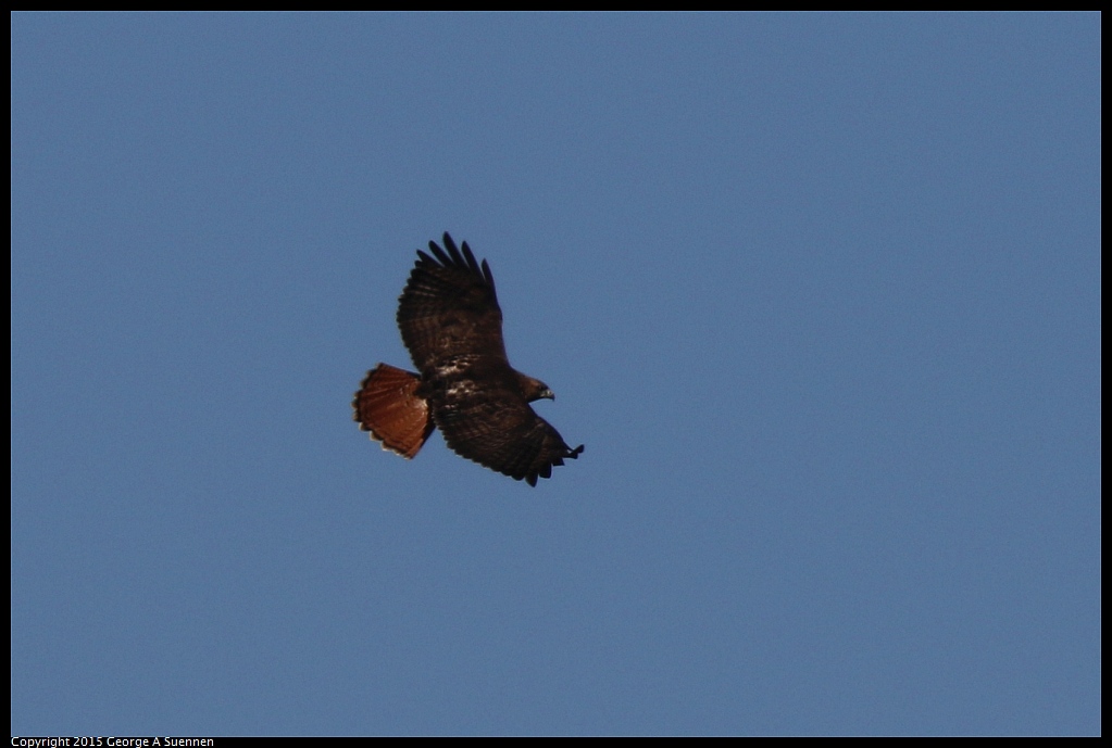 1113-130755-01.jpg - Red-tailed Hawk