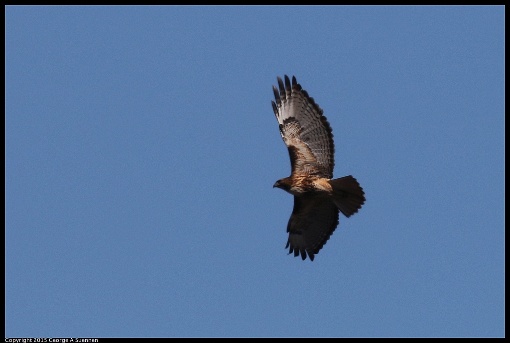 1113-130800-03.jpg - Red-tailed Hawk