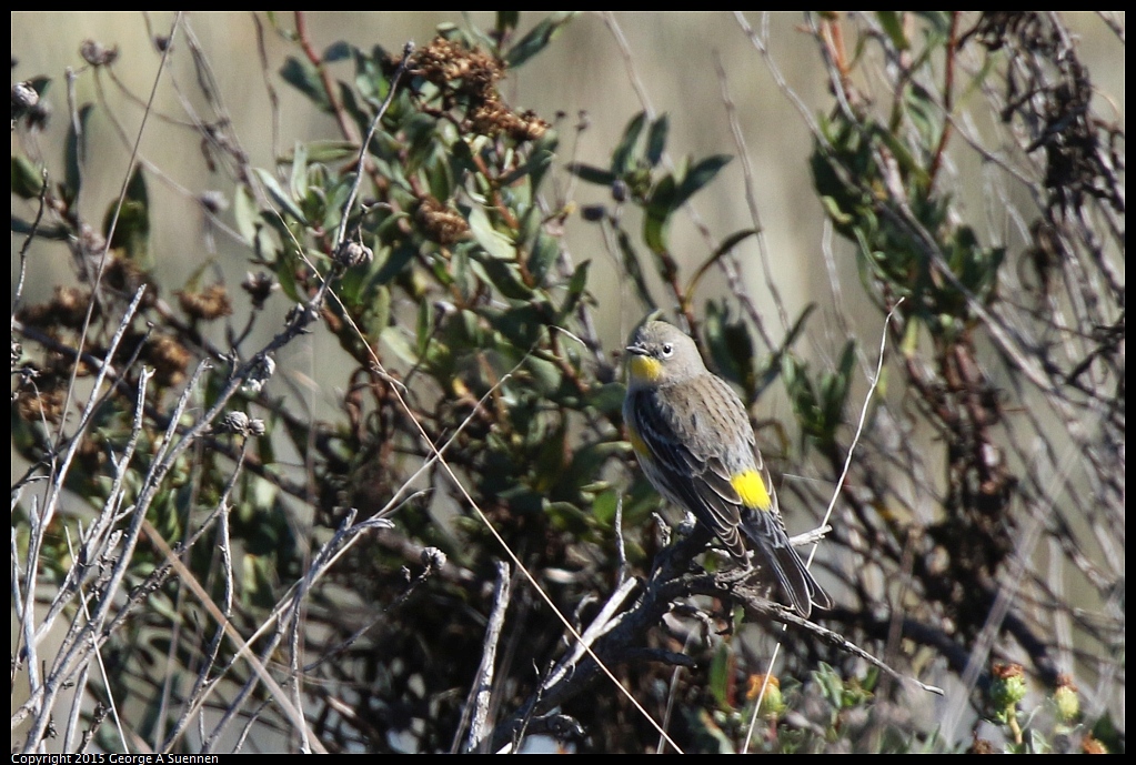 1113-131658-03.jpg - Yellow-rumped Warbler