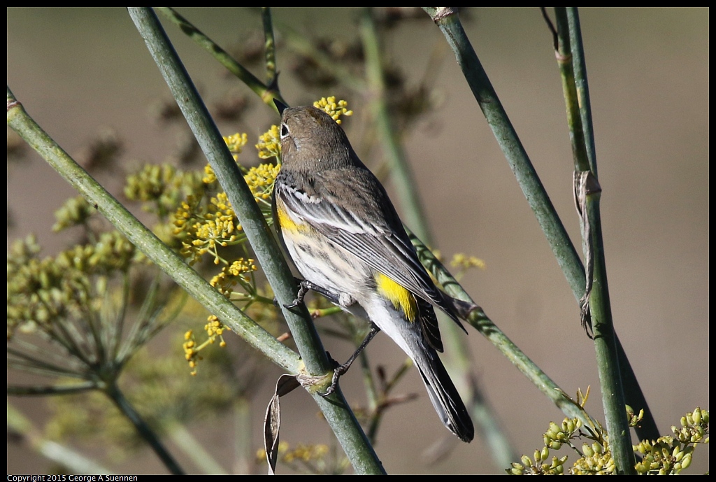 1113-131928-01.jpg - Yellow-rumped Warbler
