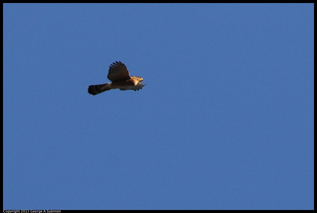 1119-170123-01.jpg - Red-shouldered Hawk