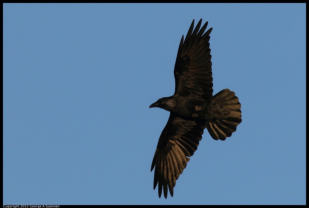 1119-171105-01.jpg - Common Raven