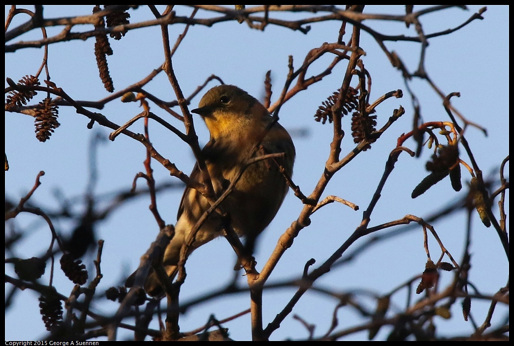 1119-172326-01.jpg - Yellow-rumped Warbler
