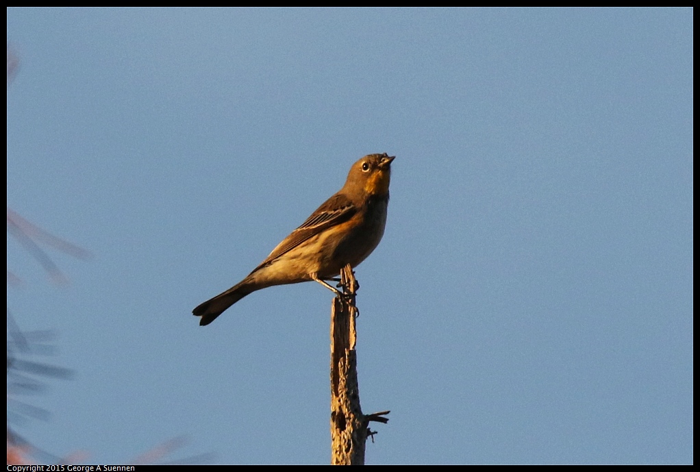 1119-172948-01.jpg - Yellow-rumped Warbler
