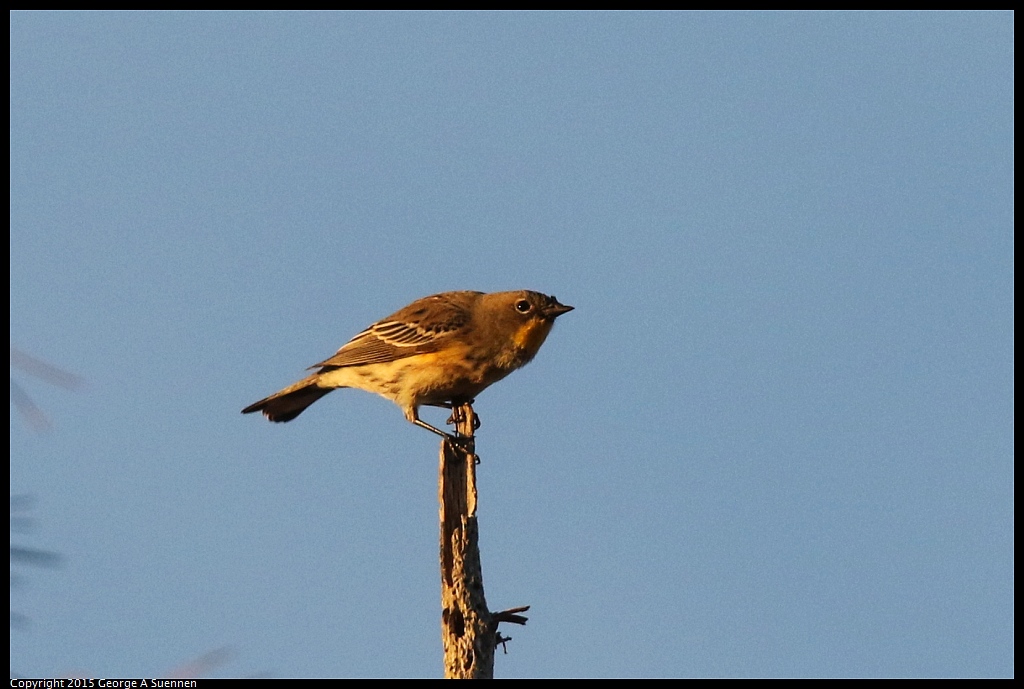 1119-172957-03.jpg - Yellow-rumped Warbler
