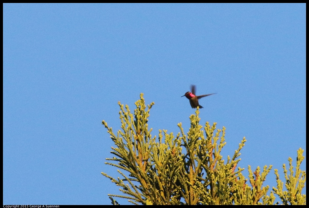 1119-173051-03.jpg - Anna's Hummingbird
