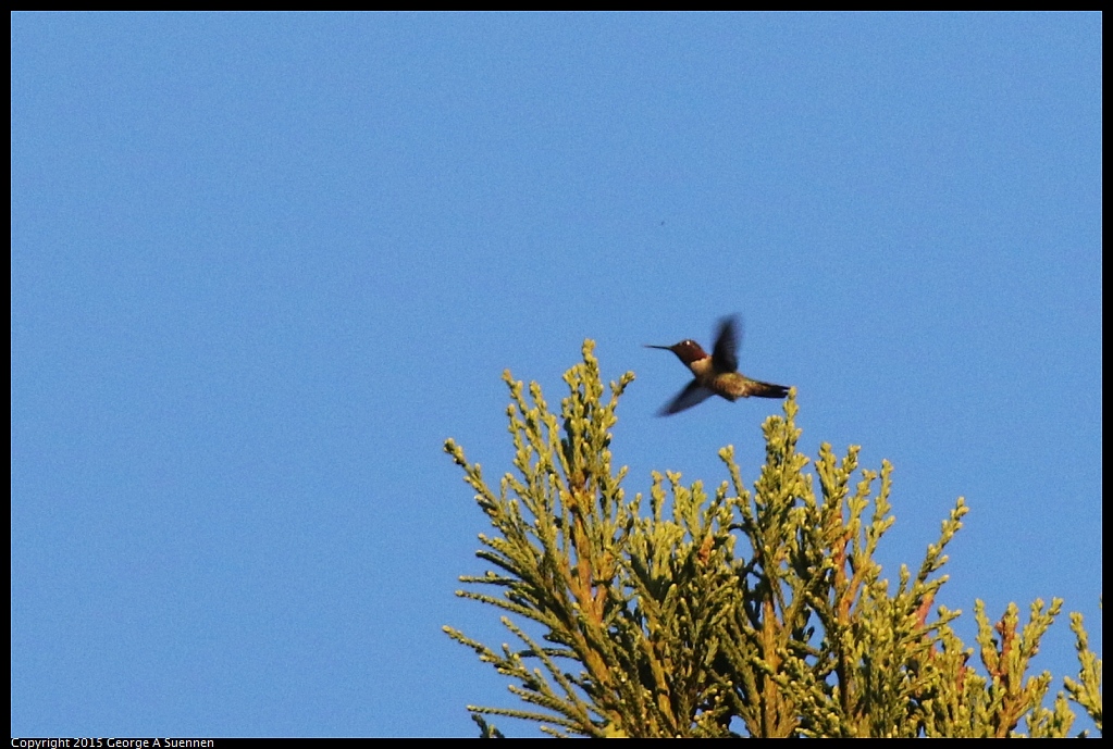 1119-173052-02.jpg - Anna's Hummingbird
