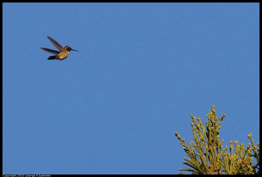 1119-173056-04.jpg - Anna's Hummingbird