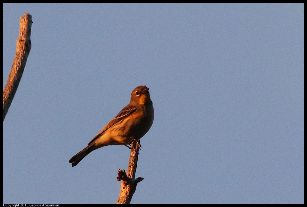 1119-173922-02.jpg - Yellow-rumped Warbler