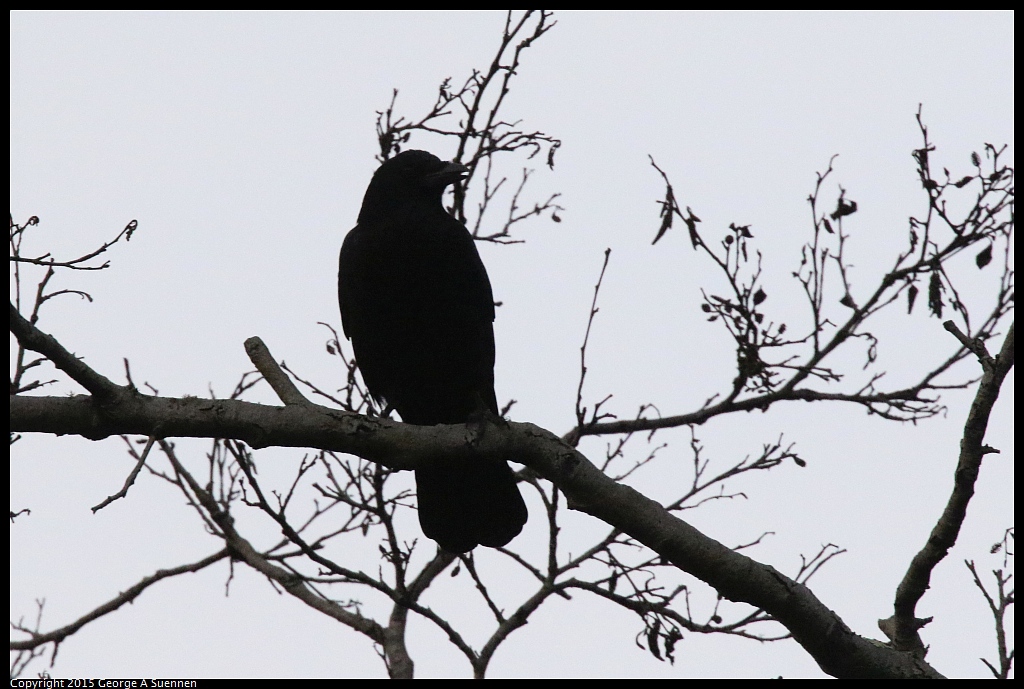 1119-175117-01.jpg - American Crow