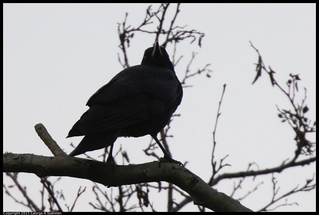 1119-175234-01.jpg - American Crow