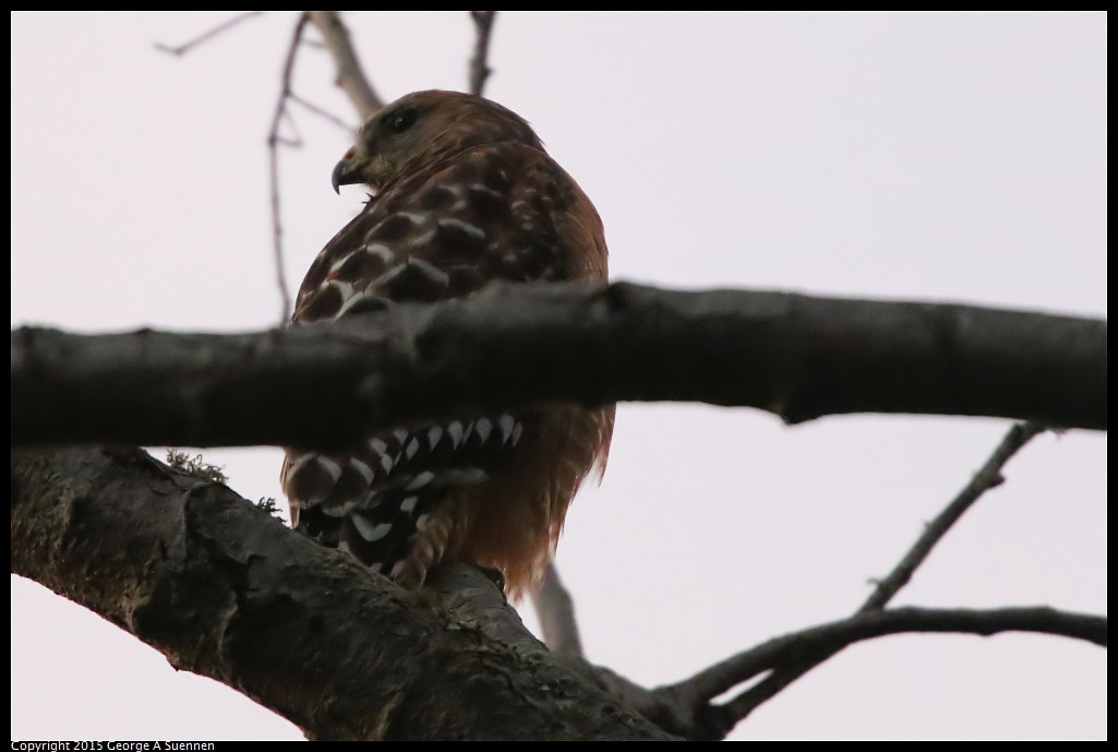 1119-175854-01.jpg - Red-shouldered Hawk
