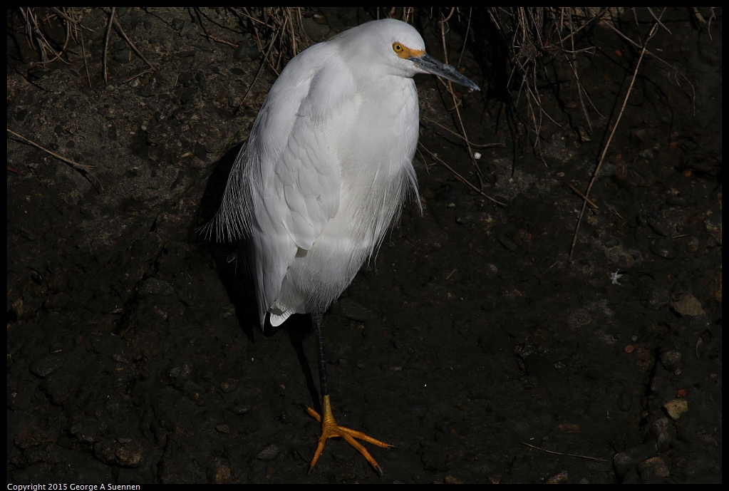 1121-104746-02.jpg - Snowy Egret
