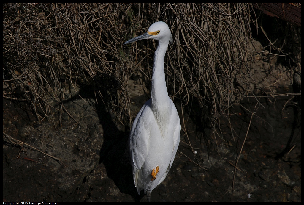 1121-105008-03.jpg - Snowy Egret