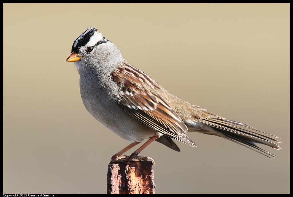 1121-105755-03.jpg - White-crowned Sparrow