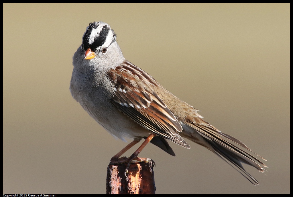 1121-105759-02.jpg - White-crowned Sparrow