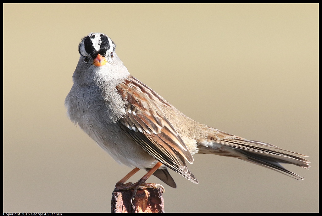 1121-105802-02.jpg - White-crowned Sparrow