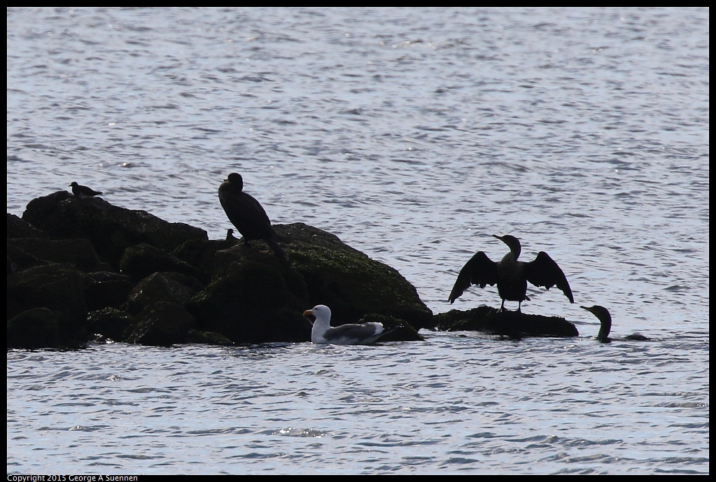 1121-113849-01.jpg - Double-crested Cormorant, Western Gull and Black Turnstone