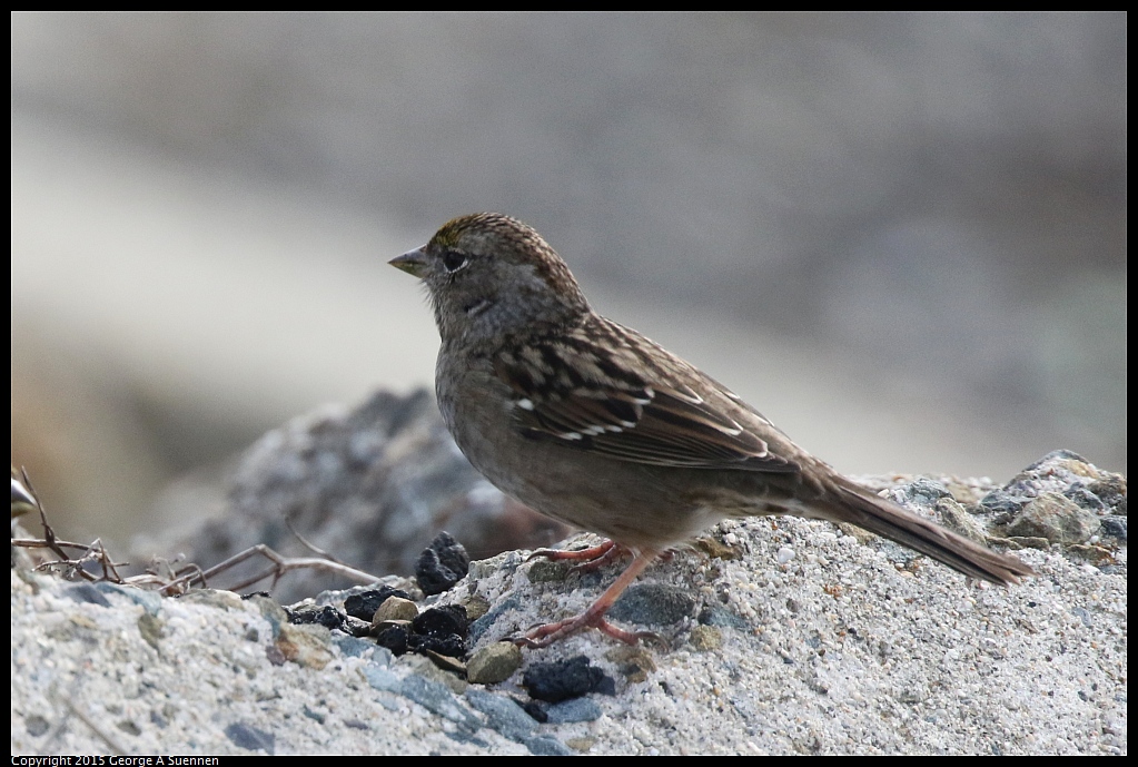 1121-114054-02.jpg - Golden-crowned Sparrow
