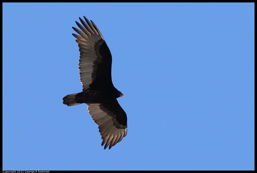 1125-140538-01.jpg - Turkey Vulture