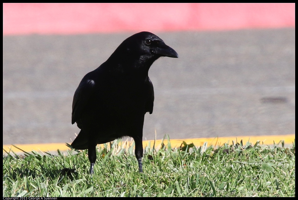 1125-140702-01.jpg - American Crow