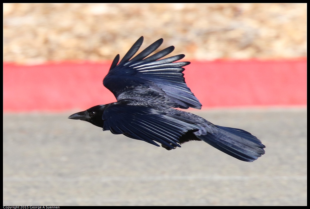 1125-140715-01.jpg - American Crow