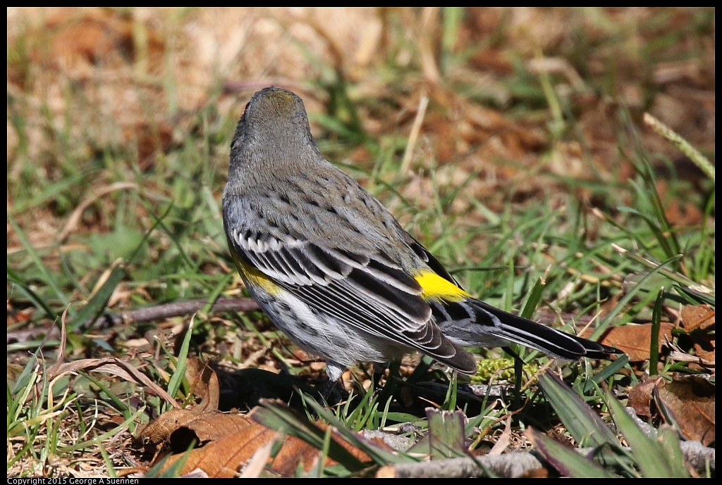 1125-140928-01.jpg - Yellow-rumped Warbler