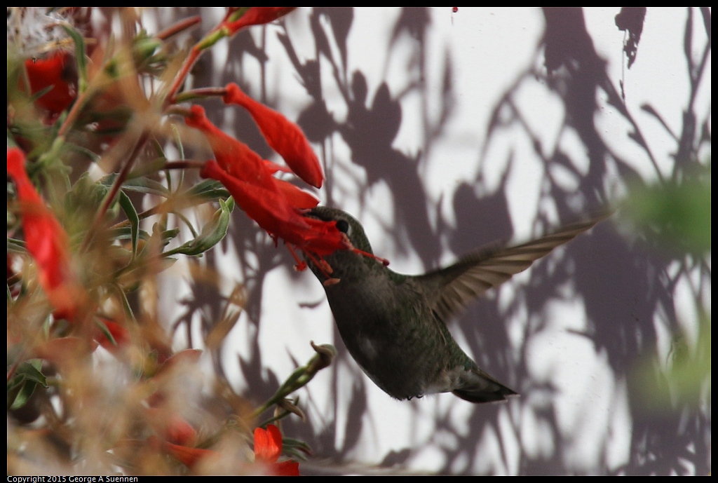 1125-141629-02.jpg - Anna's Hummingbird