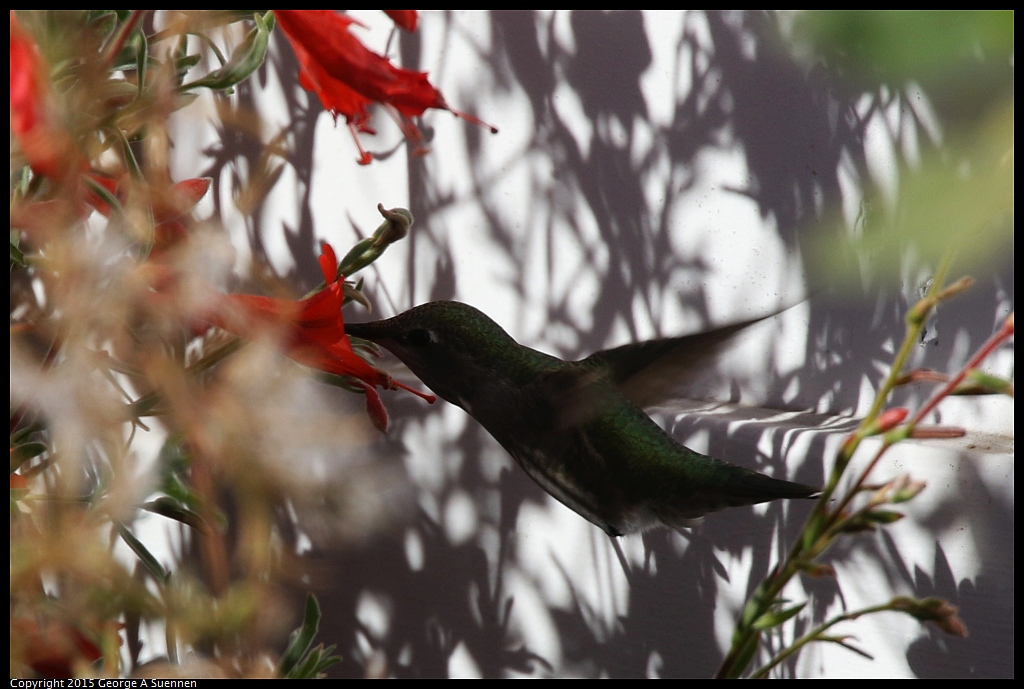 1125-141634-03.jpg - Anna's Hummingbird