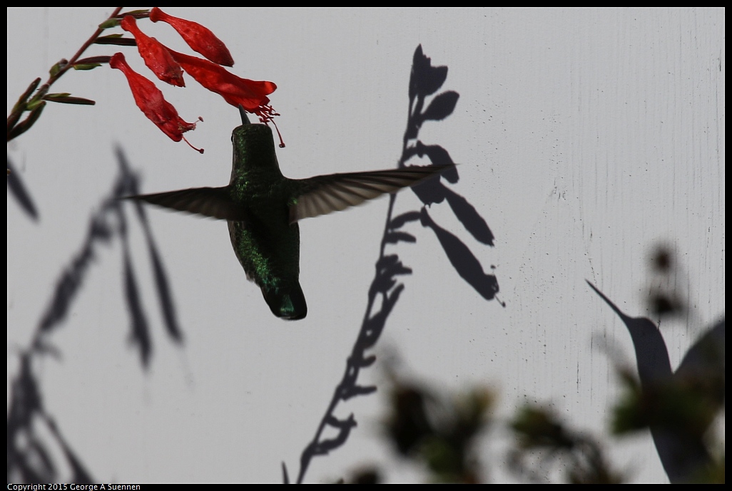 1125-141637-02.jpg - Anna's Hummingbird