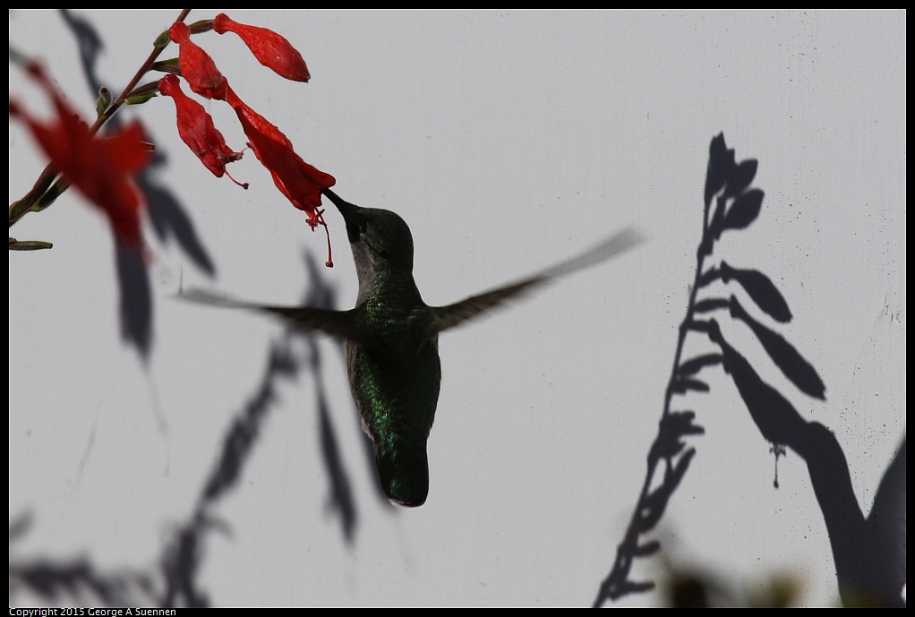 1125-141638-01.jpg - Anna's Hummingbird