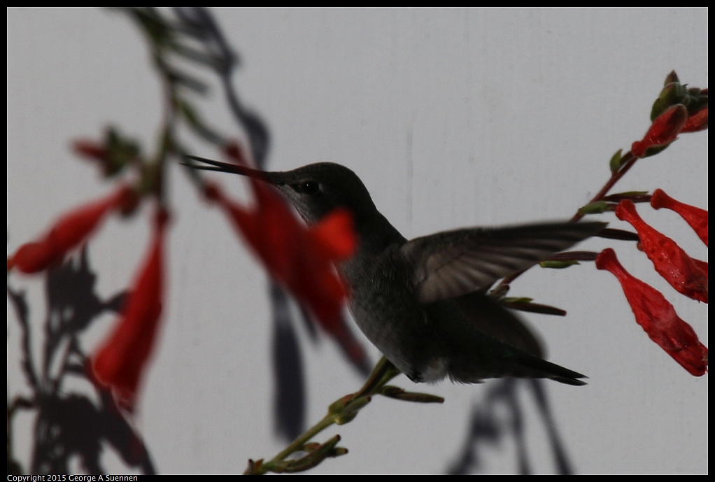 1125-141639-02.jpg - Anna's Hummingbird
