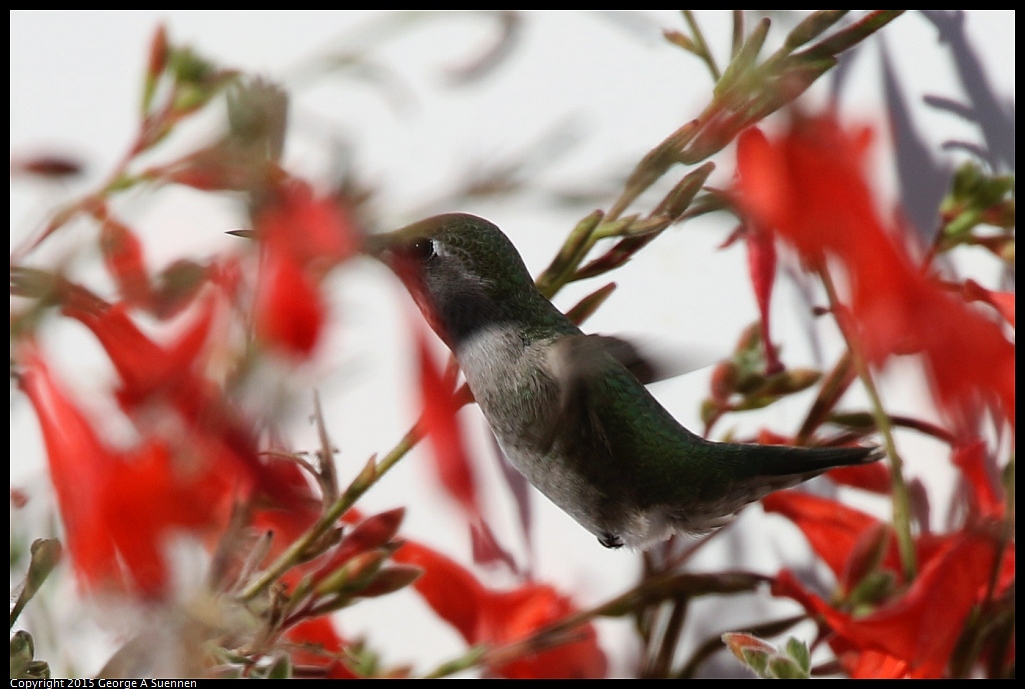 1125-141657-01.jpg - Anna's Hummingbird