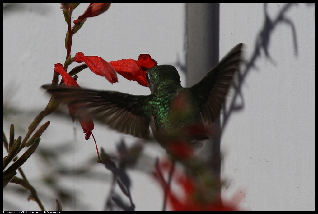 1125-141701-01.jpg - Anna's Hummingbird